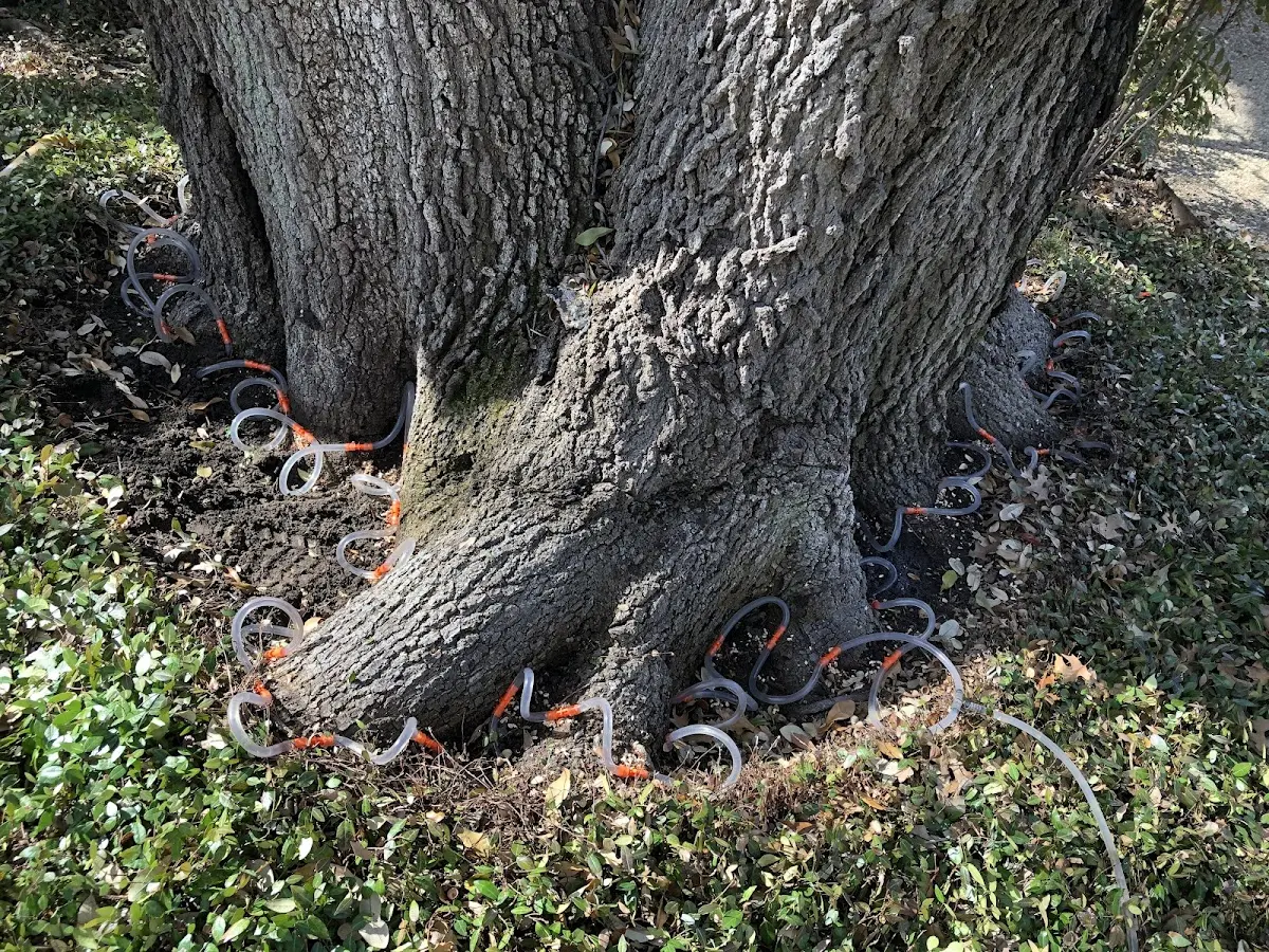 Detailed Tree Cabling and Bracing job site in Clarkston
